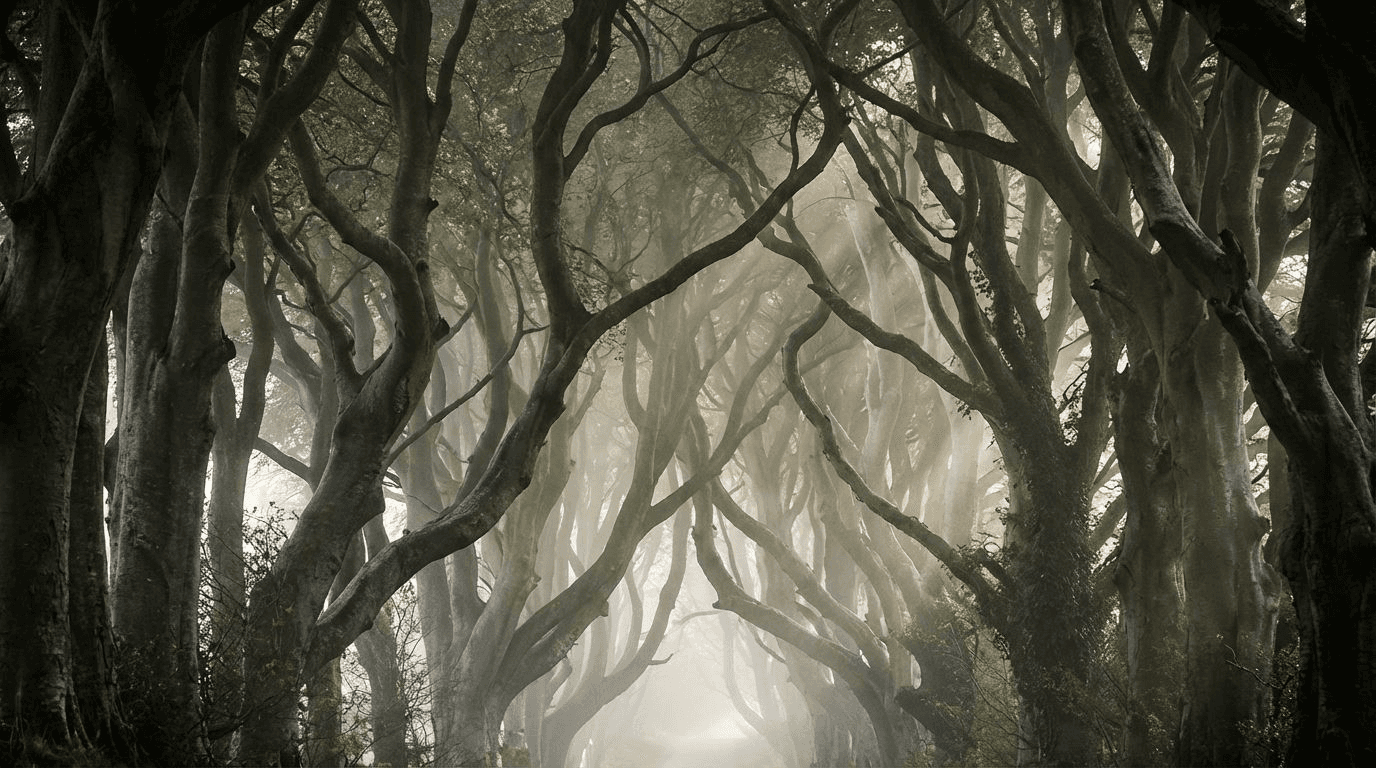 The Dark Hedges beech tree avenue with interlocking branches forming a tunnel, morning mist filtering through, atmospheric and moody