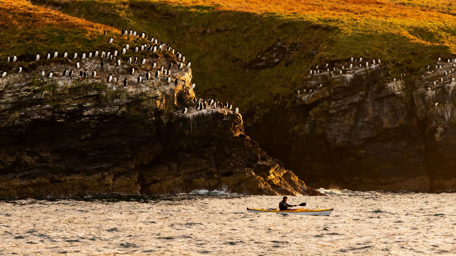 Irish west coast in October, empty bay with pewter water under golden autumn light, guillemots visible on cliff faces above the water